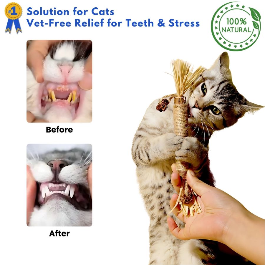 SilverBite™ – Natural Dental Chew Sticks for Cats