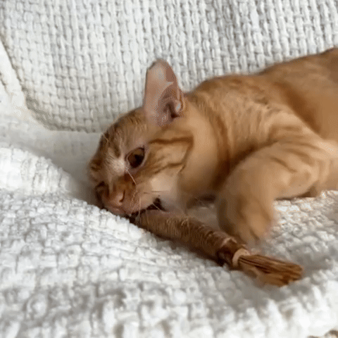 SilverBite™ – Natural Dental Chew Sticks for Cats