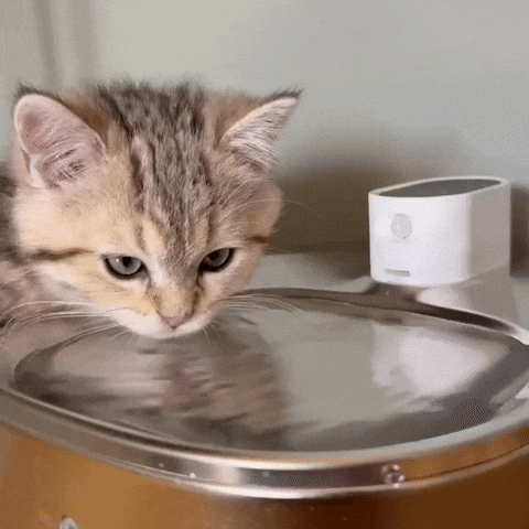 HydraPure™ – Smarter Hydration, Happier Cats